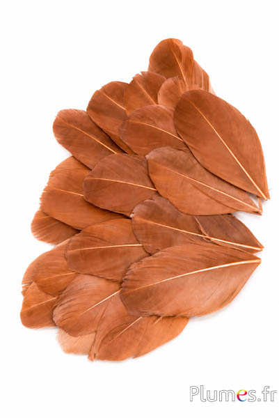 Petali in piume - 6-8 x 3-4 cm - castagna